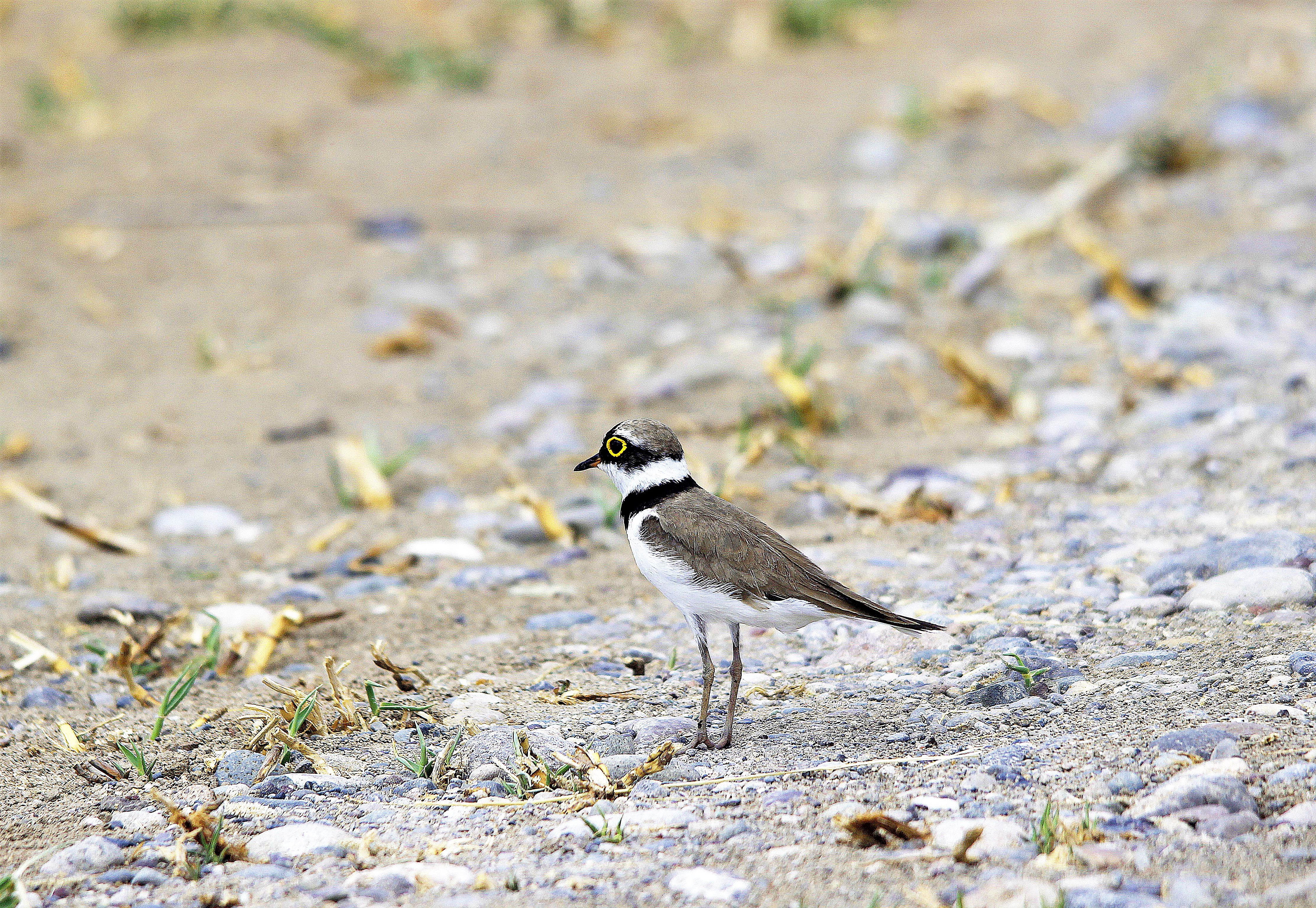 Little Ringed Plover